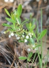 Gaylussacia dumosa