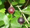 Gaylussacia dumosa