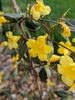 Yellow, trumpet-shaped flowers.