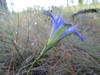 Fall Stem Close Up (Craven County, NC)