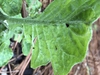Gerbera jamesonii