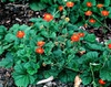 Geum coccineum