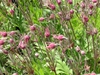 Geum trifolum