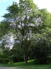 Gleditsia triacanthos