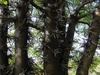 Thorns are the reason this does not make a good landscape tree.
