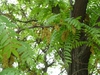 Gleditsia triacanthos
