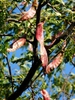 Gleditsia triacanthos
