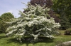 Form in bloom