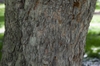 Bark