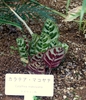 Plant with variegated leaves growing in a greenhouse