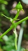 Stem and leaf attachment
