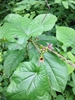 Leaves and flowers