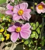 Single row of pink petals surrounding a ring of yellow stames.