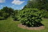 Gumball Sweetgum
