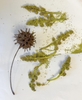 Elongated green structures are male staminate catkins and pollen