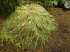 Form