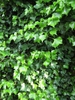 Hedera helix