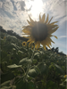 Helianthus annuus