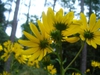 Helianthus maximiliani in the fall in Moore County