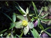 Helleborus croaticus in bloom at the JC Raulston Arboretum