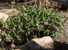 Helleborus croaticus full plant
