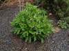 Helleborus croaticus full plant