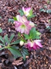 Helleborus x hybridus