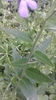 Close up of the stem and alternate ovate leaves.