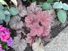 Pink-purple foliage and scalloped leaves.