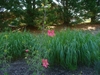 large patch of shrubs with red flowers