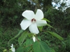 White Flower Close-Up, Fall (Craven County, NC)