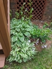 Hosta