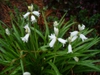 Hyacinthoides hispanica white flowers in spring