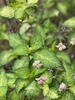 Hydrangea Serrata 'Omacha Variegated'