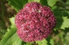 Hylotelephium