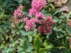 Hylotelephium telephium