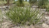 Upright spreading form