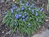 Low growing mat with blue flowers