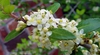 Ilex vomitoria