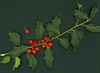 Leafy shoot with typical, spiny leaves and red fruits
