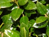 Ilex cornuta 'Dwarf Burford'