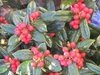Ilex cornuta 'Dwarf Burford'