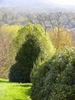 Ilex cornuta 'Dwarf Burford'