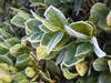 Ilex cornuta 'Carissa'
