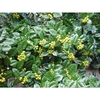 Ilex cornuta 'D'Or'