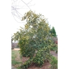 Ilex cornuta 'D'Or'