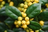 Ilex cornuta 'D'Or'
