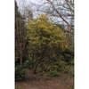 Ilex cornuta 'O'Spring'