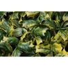 Ilex cornuta 'O'Spring'