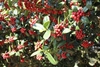 Ilex cornuta 'Dwarf Burford'